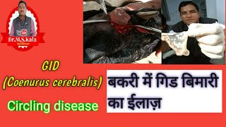 Gid बकरी में गिड बिमारीCoenurus cerebralis Circling disease Dr MS Kala Gid disease [upl. by Ellett]