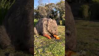 Just a wombat eating Slow TV at its best [upl. by Leesen]