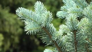 Picea pungens Iseli Fastigiate [upl. by Iinde]