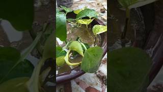 Money plant  plant care yt shorts video [upl. by Jarid]