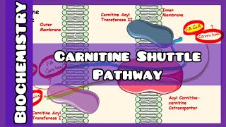 Carnitine Shuttle Pathway  Biochemistry [upl. by Ahsia]