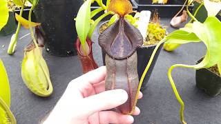 Hybrid Highlight Nepenthes spathulata x singalana [upl. by Nwahsyd]