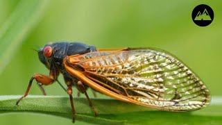 The Fascinating Life Cycle of Cicadas in 3 Minutes [upl. by Drofhsa621]