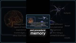 Different Types of Memory in Your Brainfacts humanmemory psychology brainscience memory neuro [upl. by Shaughnessy166]