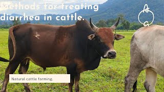 Using medicine from forest leaves to treat diarrhea in cattle [upl. by Ellenyl]