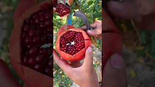 Pomegranate cutting videos fruit nature fruitcutting healthylifestyleshortvideo subscribe [upl. by Esya]