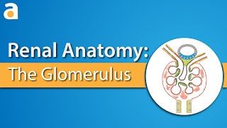 Renal Anatomy The Glomerulus [upl. by Yllak]