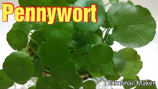 How to care and propagate Pennywort [upl. by Threlkeld789]