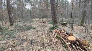 Zrzuty jeleni 2024 Piękny 14stak pracownik leśny by się ucieszył 👌🌲 [upl. by Anahsek]