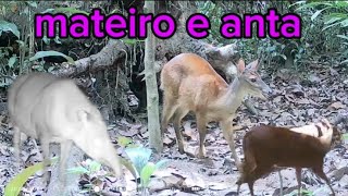 VEADO MATEIRO E ANTA SE ALIMENTANDO NO BARREIRO viralvideo anaturezapreservandoavida animals [upl. by Sothena642]