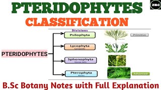 CLASSIFICATION OF PTERIDOPHYTES  PSILOPSIDALYCOPSIDA SPHENOPSIDA PTEROPSIDA Bsc botany Notes [upl. by Einahc]