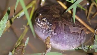 Physalaemus marmoratus vocalizando [upl. by Darius399]