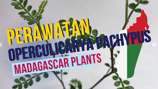 Perawatan Operculicarya Pachypus Dengan Kawat Bonsai [upl. by Oran]