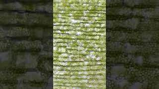 Elodea plant cells flushed with distilled water [upl. by Vierno201]