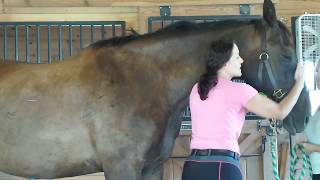 New Concept on Pulling the Mane your Performance and Pleasure Horse [upl. by Hannahoj]