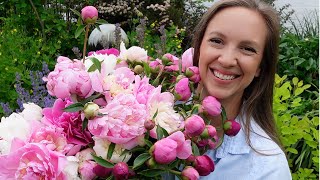 How To Harvest Peonies for the Longest Vase Life amp How to Dry Store Peonies For Later Use [upl. by Chil398]