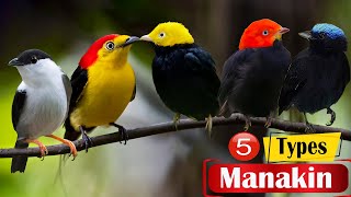 Top 5 Different Types of Manakin Birds [upl. by Sterner302]