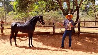 CAVALO XUCRO EM INÍCIO DE DOMA RACIONAL CAVALO MONTE NEGRO [upl. by Ettelegna796]