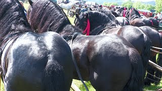 Târg expozițional de cai Gura Putnei  Bucovina 21 Mai 2024 [upl. by Elcin906]