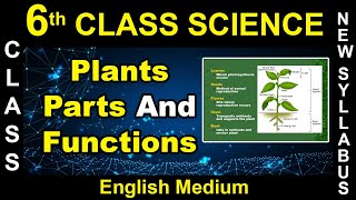 6st ClassEnglish MediumScience  Plants Parts And Functions  2020 New Syllabus  Digital Teacher [upl. by Nelad869]