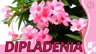 DIPLADENIA Information and Growing Tips Brazilian Jasmine Mandevilla sanderi [upl. by Lashar57]