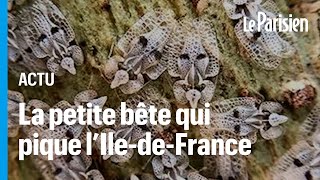 Tigre du platane  cest quoi ce petit insecte qui pique les Franciliens cet été [upl. by Knarf]