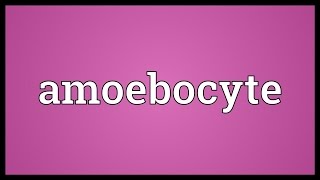 Amoebocyte Meaning [upl. by Moazami]