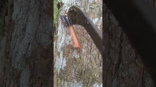 Satisfying Wood Carving ASMRRelaxing SoundsRubberWorkingRubber Wood sapGum tree [upl. by Anitahs]