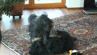 Tibetan Terriers playing [upl. by Etteloiv969]