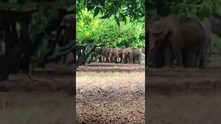 Piler elephant festival 🐘🐘🐘🐘pileru youtubeshorts sorts youtube [upl. by Meerak148]