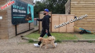 Reactive Cockapoo cockapoos dog training [upl. by Gamages]