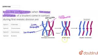 Crosslike configurations when nonsister chromatids of a bivalent come in contact during [upl. by Ellary]