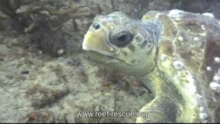 Loggerhead Sea Turtle Nesting Season [upl. by Swift413]