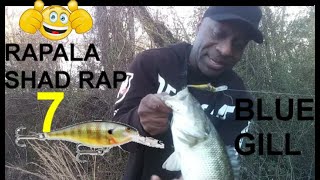 RAPALA SHAD RAP 7 [upl. by Gilman]