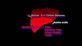 Metabolic Misconceptions About Dietary Protein Metabolism Made Easy [upl. by Rockafellow]