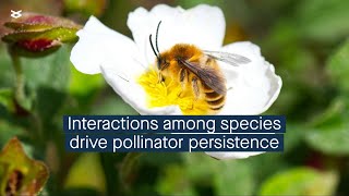 Interactions among species drive population dynamics in plantpollinator communities [upl. by Akeihsal]