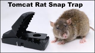 The Tomcat Rat Snap Trap amp A Bobcat Mousetrap Monday [upl. by Clemen236]