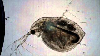 Daphnia Heartbeat [upl. by Shakespeare]