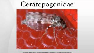 Ceratopogonidae [upl. by Mlohsihc]