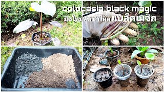 Colocasia black magic มือใหม่หัดชำไหลแบล็คเมจิก [upl. by Johna]