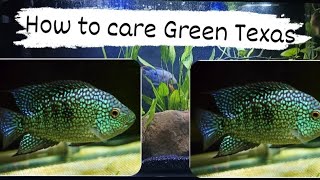 How to care Green Texas fish [upl. by Tlaw]