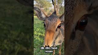 Dik Dik Facts That Will Blow Your Mind [upl. by Asiilanna974]