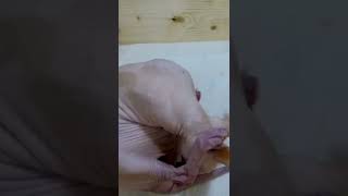 Cat Birthing  Sphynx Cat Giving Birth [upl. by Retrak468]