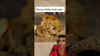 Leão come Guepardo viralvideoシ reacoes animais reaction natureza [upl. by Essex]