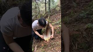 Exploring the bamboo forest the process of picking fresh bamboo shoots [upl. by Alaik]