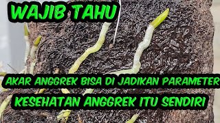 MENGENAL AKAR ANGGREK DAN FUNGSI VELAMEN PADA ANGGREK BULAN [upl. by Annayoj]