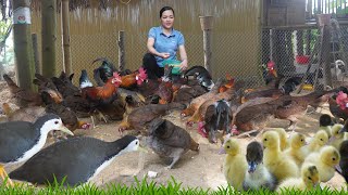 Raising Ducks for Eggs Using Free Food to Increase Profits Amy Buy More Muscovy Ducks to Raise [upl. by Errised534]