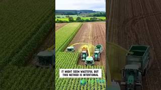 Efficient Corn Silage Harvesting for HighQuality Livestock Feed [upl. by O'Neil]