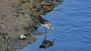 Greenshank close in Lurgies Montrose Basin [upl. by Annawek]