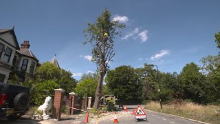 What is Pollarding and why do we do it Tree Surgery with Essex Tree Care [upl. by Boyce]